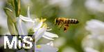 08.06.2023, Blumenpracht im Juni im Kurpark in Bad Wrishofen.  Honigbiene (Apis) an einer Traubigen Graslilie (Anthericum liliago)
