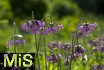 08.06.2023, Blumenpracht im Juni im Kurpark in Bad Wrishofen. Nickender Lauch 'Hidcote'
(Allium cernuum)