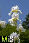 08.06.2023, Blumenpracht im Juni im Kurpark in Bad Wrishofen.  Deutsche Schwertlilie in voller Pracht. 