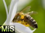 08.06.2023, Blumenpracht im Juni im Kurpark in Bad Wrishofen.  Honigbiene (Apis) an einer Traubigen Graslilie (Anthericum liliago)