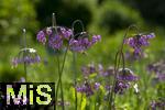 08.06.2023, Blumenpracht im Juni im Kurpark in Bad Wrishofen. Nickender Lauch 'Hidcote'
(Allium cernuum)
