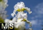 08.06.2023, Blumenpracht im Juni im Kurpark in Bad Wrishofen.  Deutsche Schwertlilie in voller Pracht.