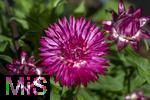 08.06.2023, Blumenpracht im Juni im Kurpark in Bad Wrishofen. (Helichrysum bracteatum)
Die Strohblume 