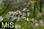 28.04.2024, Unterallgu im Frhling, Ein Apfelbaum (Malus domestica) blht in Bad Wrishofen im Obstgarten des Obst- und Gartenbauvereines Bad Wrishofen. 