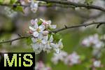28.04.2024, Unterallgu im Frhling, Ein Apfelbaum (Malus domestica) blht in Bad Wrishofen im Obstgarten des Obst- und Gartenbauvereines Bad Wrishofen. 