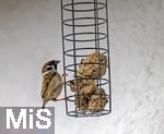 04.05.2024, Bad Wrishofen (Unterallgu) Ein Sperlingsvogel (Passeriformes) an einem Meisenkndel bei der Futtersuche.   