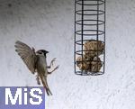 04.05.2024, Bad Wrishofen (Unterallgu) Ein Sperlingsvogel (Passeriformes) an einem Meisenkndel bei der Futtersuche.   
