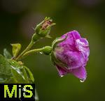 01.06.2024, Bad Wrishofen im Unterallgu, Der Himmel weint, und damit auch die Blumen: Andauernde Regenflle bescheren auch den blhenden Rosen im Kurpark ein nasses Kleid aus Tropfen.