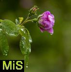 01.06.2024, Bad Wrishofen im Unterallgu, Der Himmel weint, und damit auch die Blumen: Andauernde Regenflle bescheren auch den blhenden Rosen im Kurpark ein nasses Kleid aus Tropfen.
