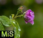 01.06.2024, Bad Wrishofen im Unterallgu, Der Himmel weint, und damit auch die Blumen: Andauernde Regenflle bescheren auch den blhenden Rosen im Kurpark ein nasses Kleid aus Tropfen.