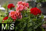 01.06.2024, Garten in Mindelheim,  Geranien-Blten in einem Privat-Garten in Mindelheim 