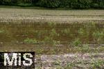 03.06.2024,  Bad Woerishofen im Unterallgaeu, Nach dem Hochwasser nach andauernden Regenfaellen ist das Wasser ueber Nacht weitestgehend abgelaufen. Die jungen Maispflaenzchen auf den Maisfeldern vor der Stadt stehen noch im Wasser.