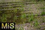 03.06.2024,  Bad Woerishofen im Unterallgaeu, Nach dem Hochwasser nach andauernden Regenfaellen ist das Wasser ueber Nacht weitestgehend abgelaufen. Die jungen Maispflaenzchen auf den Maisfeldern vor der Stadt stehen noch im Wasser.