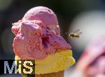 07.08.2024, Eistte mit Mango- und Himbeer-Eis aus einer Bad Wrishofener Eisdiele.  Eine Wespe ist im Anflug.