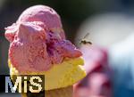 07.08.2024, Eistte mit Mango- und Himbeer-Eis aus einer Bad Wrishofener Eisdiele.  Eine Wespe ist im Anflug.