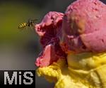 07.08.2024, Eistte mit Mango- und Himbeer-Eis aus einer Bad Wrishofener Eisdiele.  Eine Wespe ist im Anflug