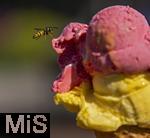 07.08.2024, Eistte mit Mango- und Himbeer-Eis aus einer Bad Wrishofener Eisdiele.  Eine Wespe ist im Anflug
