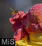 07.08.2024, Eistte mit Mango- und Himbeer-Eis aus einer Bad Wrishofener Eisdiele.  Eine Wespe hat sich auf das Eis gesetzt.