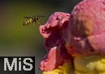 07.08.2024, Eistte mit Mango- und Himbeer-Eis aus einer Bad Wrishofener Eisdiele.  Eine Wespe ist im Anflug