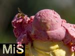 07.08.2024, Eistte mit Mango- und Himbeer-Eis aus einer Bad Wrishofener Eisdiele.  Eine Wespe hat sich auf das Eis gesetzt.