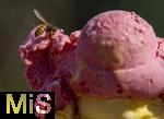 07.08.2024, Eistte mit Mango- und Himbeer-Eis aus einer Bad Wrishofener Eisdiele.  Eine Wespe hat sich auf das Eis gesetzt.