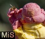 07.08.2024, Eistte mit Mango- und Himbeer-Eis aus einer Bad Wrishofener Eisdiele.  Eine Wespe hat sich auf das Eis gesetzt.
