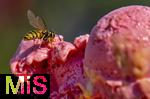 07.08.2024, Eistte mit Mango- und Himbeer-Eis aus einer Bad Wrishofener Eisdiele.  Eine Wespe hat sich auf das Eis gesetzt.
