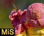 07.08.2024, Eistte mit Mango- und Himbeer-Eis aus einer Bad Wrishofener Eisdiele.  Eine Wespe hat sich auf das Eis gesetzt.