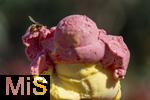 07.08.2024, Eistte mit Mango- und Himbeer-Eis aus einer Bad Wrishofener Eisdiele.  Eine Wespe hat sich auf das Eis gesetzt.