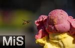 07.08.2024, Eistte mit Mango- und Himbeer-Eis aus einer Bad Wrishofener Eisdiele.  Eine Wespe ist im Anflug