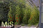 07.08.2024,  Bad Wrishofen im Unterallgu.  Tomatenanbau in einem Gewchshaus