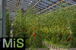 07.08.2024,  Bad Wrishofen im Unterallgu.  Tomatenanbau in einem Gewchshaus