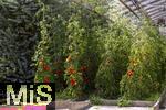 07.08.2024,  Bad Wrishofen im Unterallgu.  Tomatenanbau in einem Gewchshaus