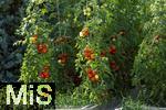 07.08.2024,  Bad Wrishofen im Unterallgu.  Tomatenanbau in einem Gewchshaus