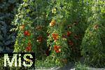 07.08.2024,  Bad Wrishofen im Unterallgu.  Tomatenanbau in einem Gewchshaus