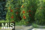 07.08.2024,  Bad Wrishofen im Unterallgu.  Tomatenanbau in einem Gewchshaus