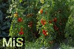 07.08.2024,  Bad Wrishofen im Unterallgu.  Tomatenanbau in einem Gewchshaus