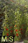 07.08.2024,  Bad Wrishofen im Unterallgu.  Tomatenanbau in einem Gewchshaus
