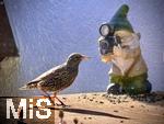 19.03.2025, Bad Wrishofen (Unterallgu) Ein Starenvogel (Sturnus vulgaris, Gemeiner Star) landet bei der Futtersuche auf dem Balkontisch und wird von einem lustigen gartenzwerg mit Kamera ins Visier genommen.