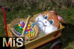 05.04.2025,  Osterfest in Bad Wrishofen im Unterallgu. Ein Lebensgroe Osterhase freut sich ber das kommende Osterfest, an seinem Leiterwagen prsentiert er bunte Ostereier in seinem Krbchen. In dem Osterhschen-Gewand steckt der Trkheimer Gerhard Mller.  