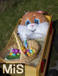 05.04.2025,  Osterfest in Bad Wrishofen im Unterallgu. Ein Osterhasenkopf im Leiterwagen mit bunten Ostereier in einem Krbchen.