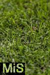 08.04.2025,  Fussball UEFA Championsleague 2024/2025: Viertelfinale Hinspiel, FC Bayern Mnchen - Inter Mailand, in der Allianz-Arena Mnchen.  Der Rasen in der Allianzarena im Detail.