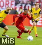 12.04.2025, Fussball 1. Bundesliga 2024/2025, 29. Spieltag,  FC Bayern Mnchen - Borussia Dortmund, in der Allianz-Arena Mnchen. mitte: Michael Olise (FC Bayern Mnchen) am Ball 