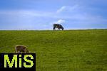15.04.2025, Khe im Allgu (Bayern) bei Kempten. Khe grasen auf der Weide, dahinter nur der Himmel.