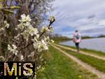 21.04.2025,  Bad Wrishofer Stausee im Allgu, Die Strucher am Ufer blhen jetzt im Frhling herrlich. Zeit fr einen Spaziergang am Wasser entlang.
 