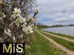 21.04.2025,  Bad Wrishofer Stausee im Allgu, Die Strucher am Ufer blhen jetzt im Frhling herrlich.
 