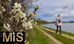 21.04.2025,  Bad Wrishofer Stausee im Allgu, Die Strucher am Ufer blhen jetzt im Frhling herrlich. Zeit fr einen Spaziergang am Wasser entlang.
 