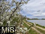 21.04.2025,  Bad Wrishofer Stausee im Allgu, Die Strucher am Ufer blhen jetzt im Frhling herrlich. Zeit fr einen Spaziergang am Wasser entlang.
 