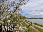 21.04.2025,  Bad Wrishofer Stausee im Allgu, Die Strucher am Ufer blhen jetzt im Frhling herrlich. Zeit fr einen Spaziergang am Wasser entlang.
 