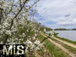 21.04.2025,  Bad Wrishofer Stausee im Allgu, Die Strucher am Ufer blhen jetzt im Frhling herrlich. Zeit fr einen Spaziergang am Wasser entlang.
 